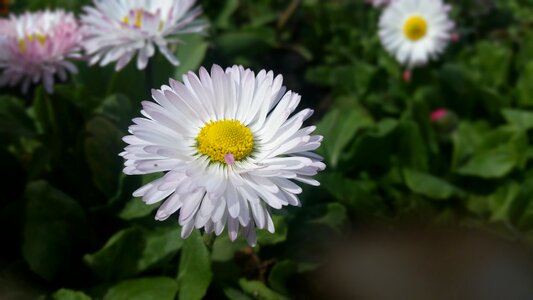 Daisy flower flowers photo