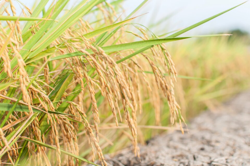 Thailand farmland agriculture