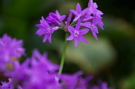 Spring equinox flowers and plants material photo