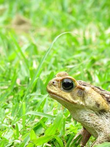 Toad animal amphibious photo