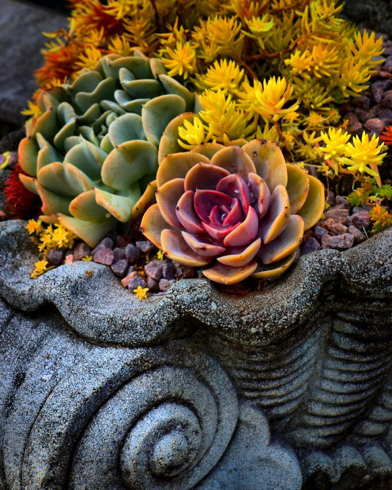 Nature summer blossom