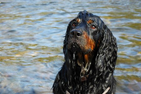 Canine wet black