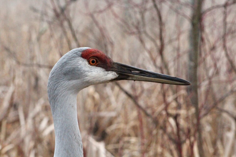 Wildlife nature beak