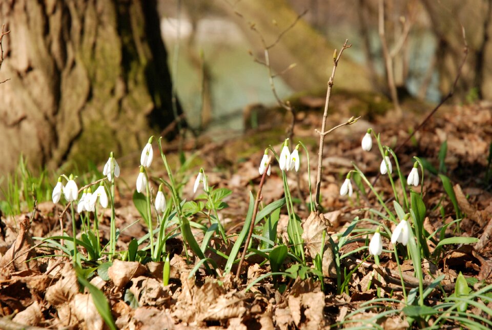 Floodplain forest spring flowers