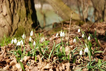 Floodplain forest spring flowers