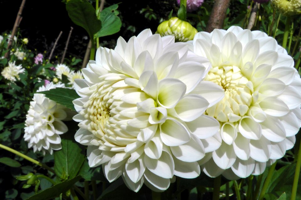 Flower nature summer