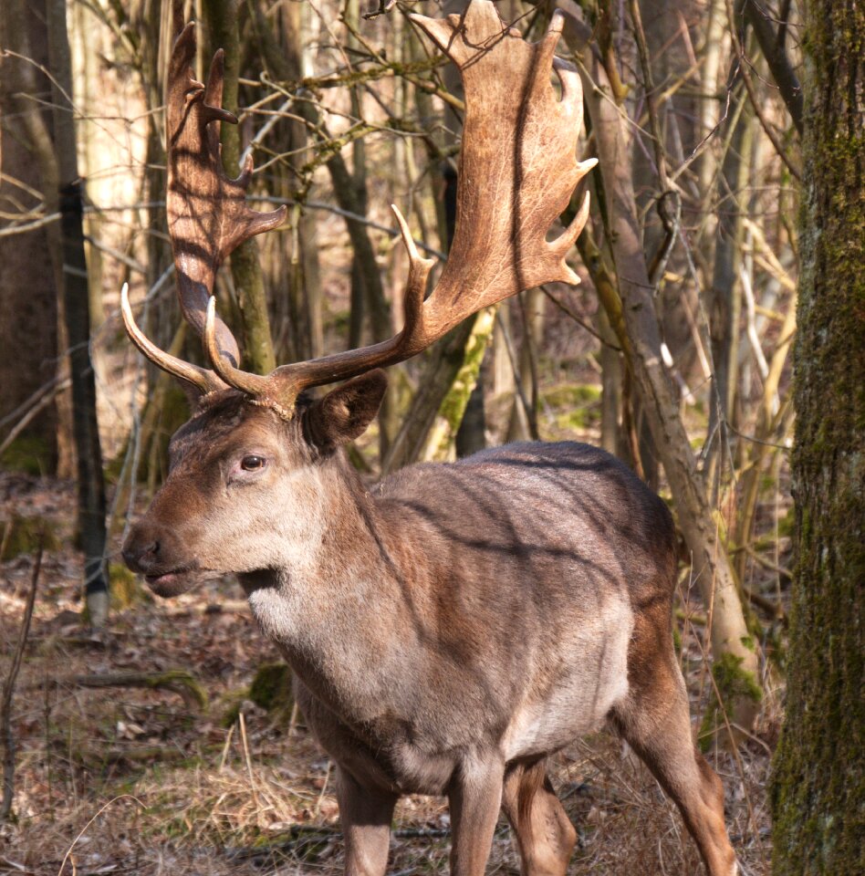 Wild animal hirsch antler