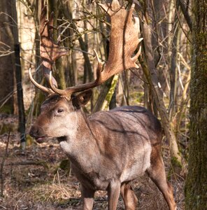Wild animal hirsch antler