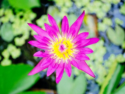 Flowers water plants green