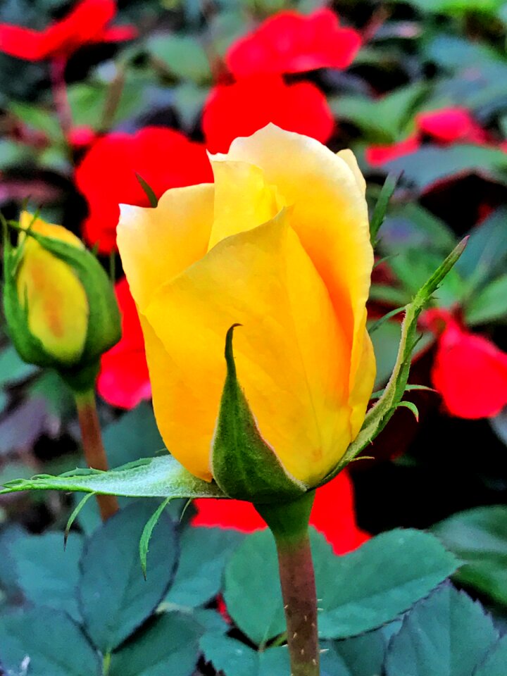 Natural beauty properties