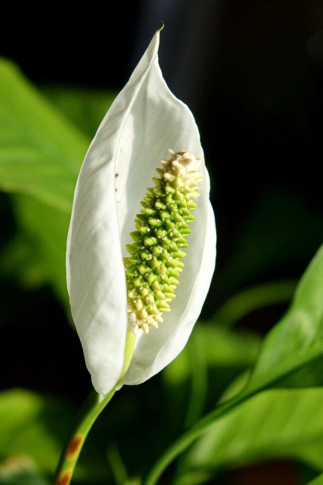 Plank spathiphyllum vaginal sheet
