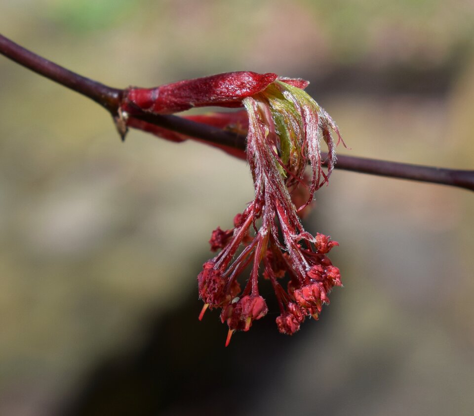 Blossom bloom plant