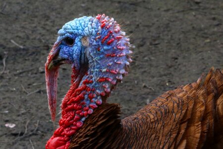 Breeding farm animal