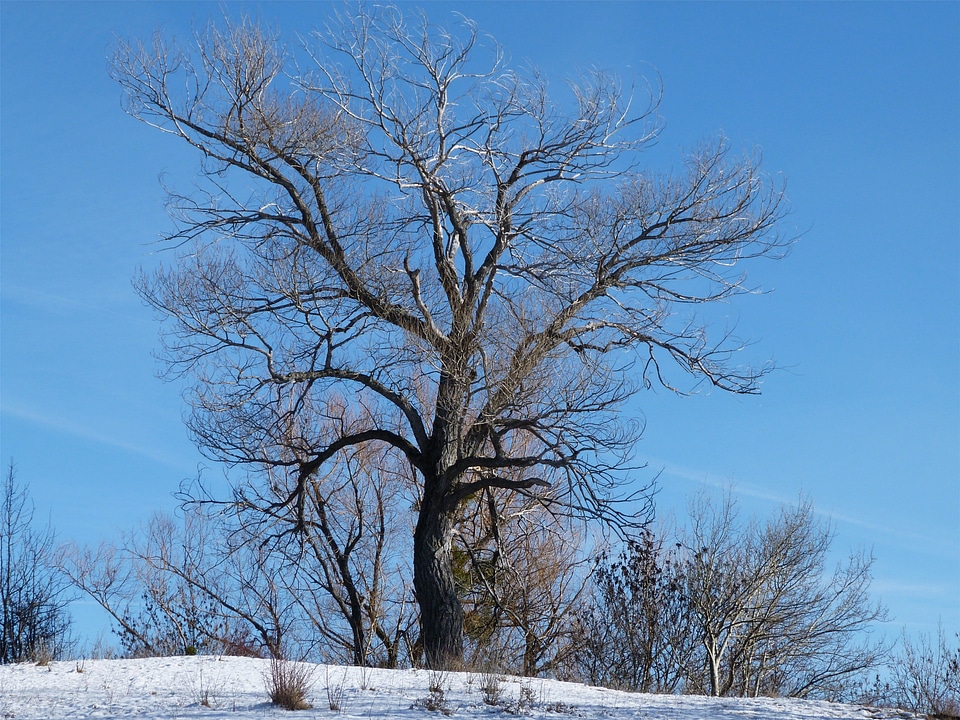 Winter nature isolated form
