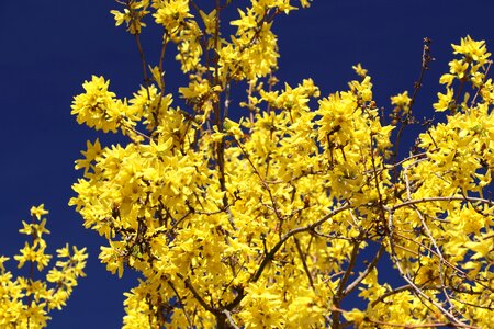 Yellow spring gold lilac