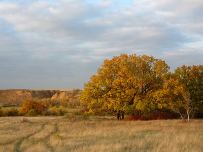 Steppe oak volgograd oblast
