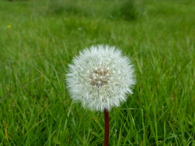 Grass fluffy delicate