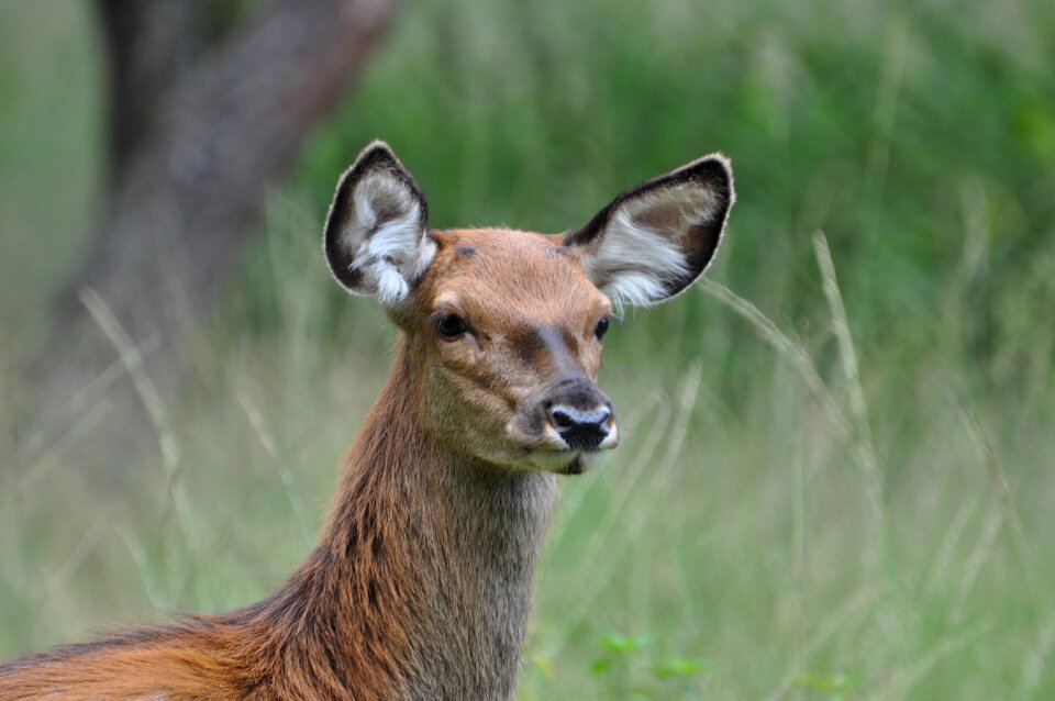 Veluwe nature deer