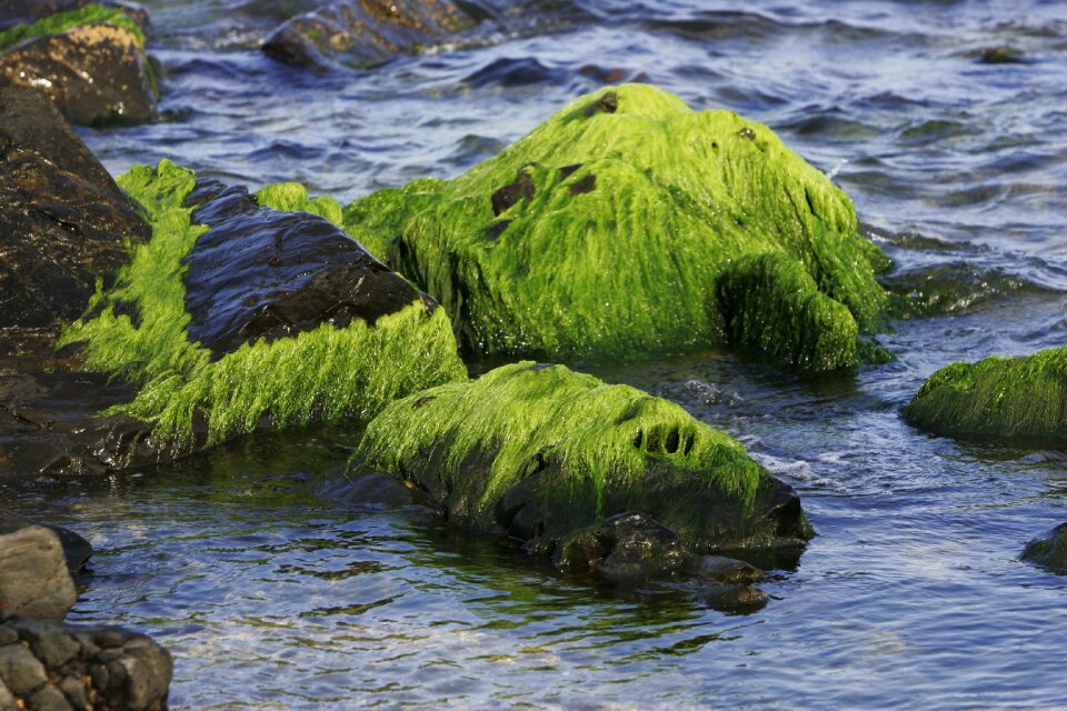 Sea waves moss