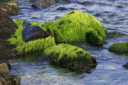 Sea waves moss