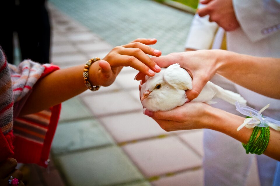 Dove the world for the couple