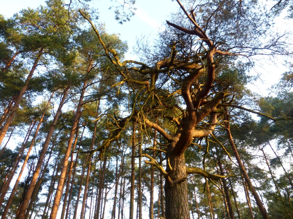 Tall trees forest