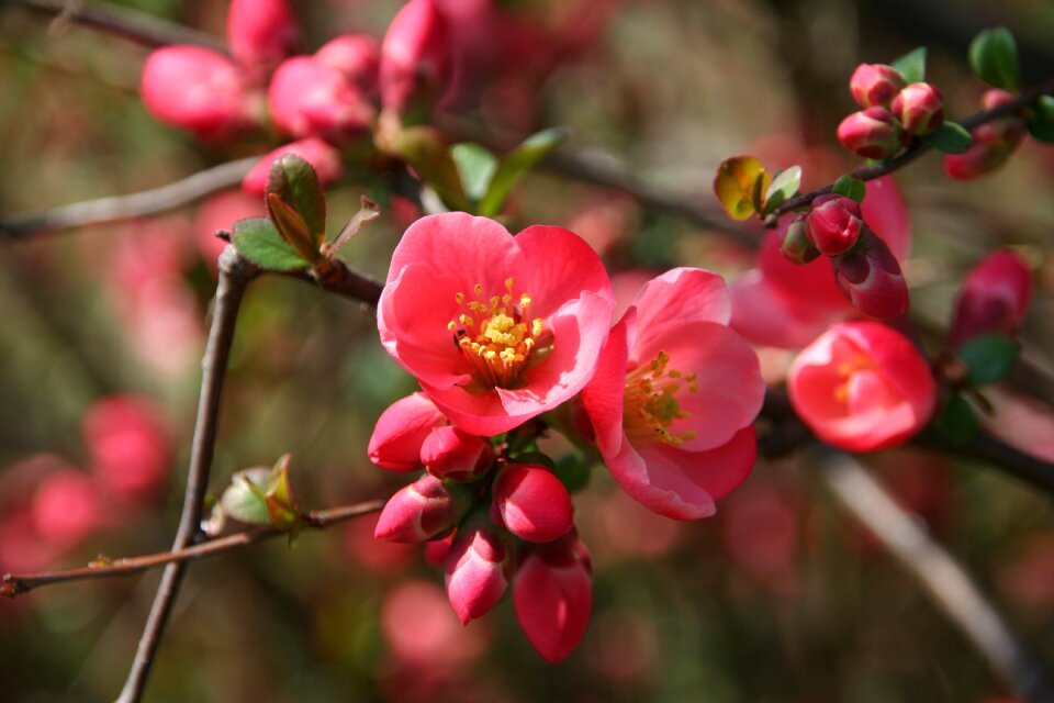 Nature spring