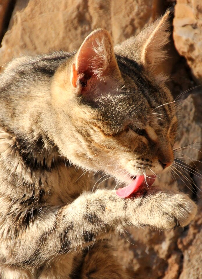 Young cat mieze sweet