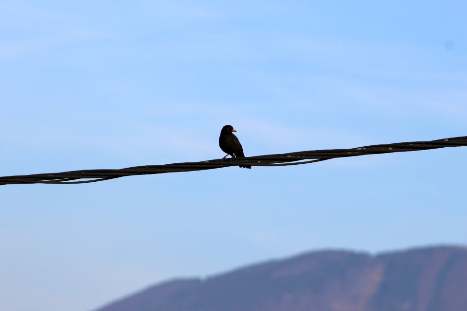 Bird on a wire blackbird photo