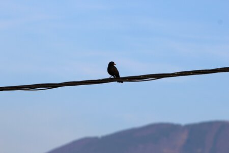 Bird on a wire blackbird photo