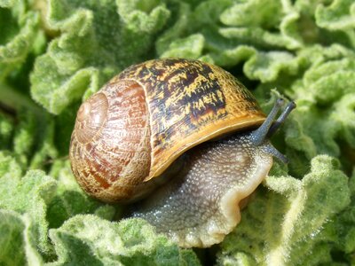 Molluscum shell cargol bover photo