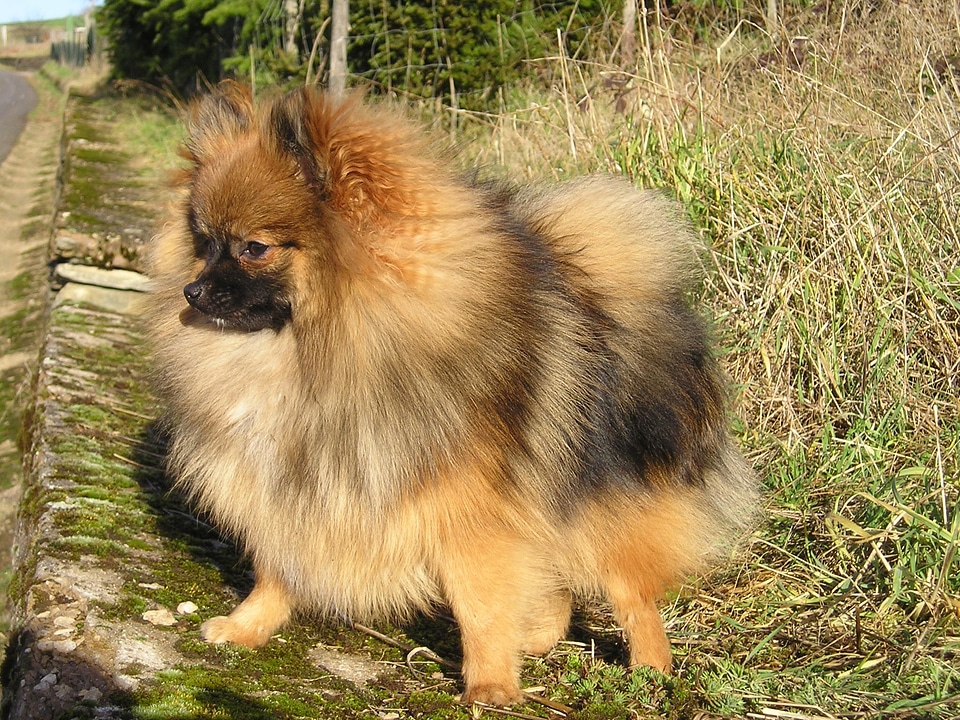 Pet fur prick ears photo