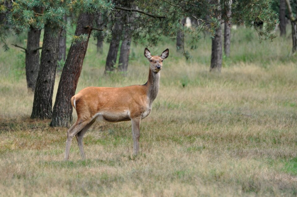 Hinde nature fauna