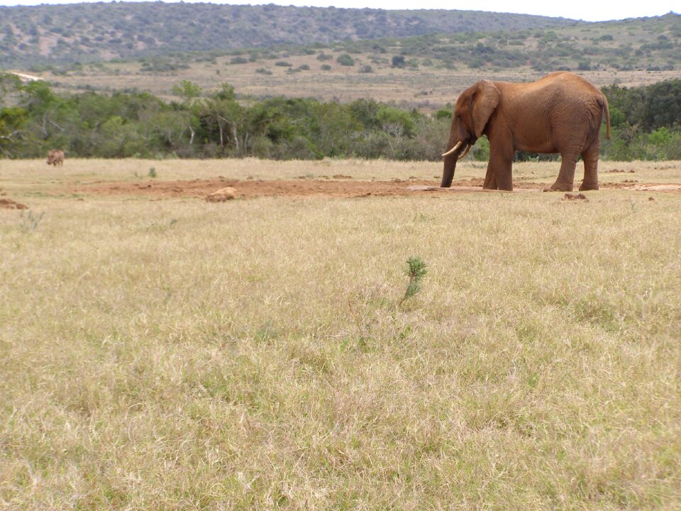 Safari watering hole south africa