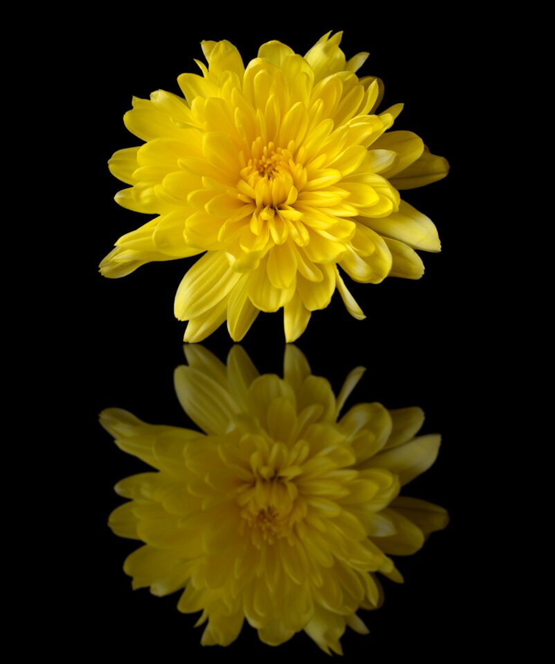 Reflection flower flora