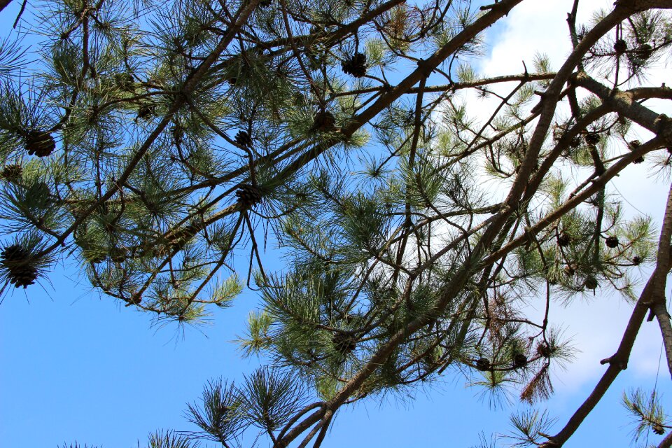 White cloud trees spring