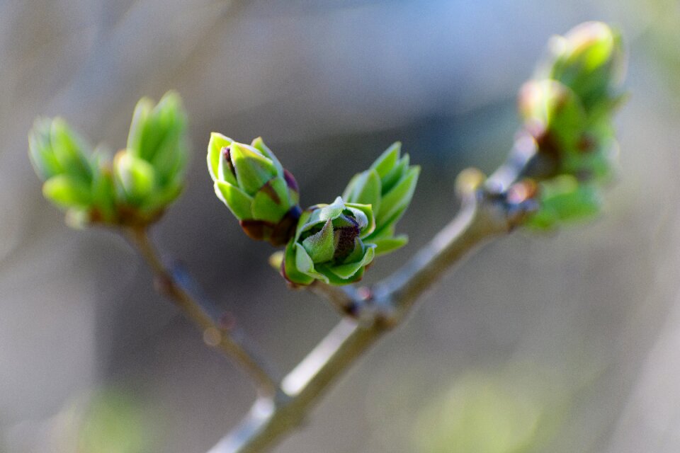 Nature shoots branch