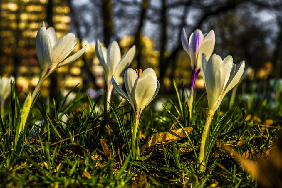 Nature garden spring crocus