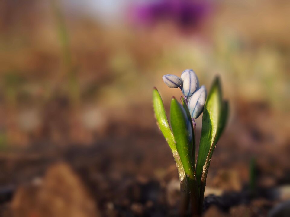 Flowers plant a garden plant