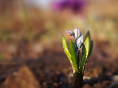 Flowers plant a garden plant photo