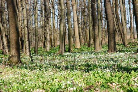 Snowdrop spring natural landmark canada
