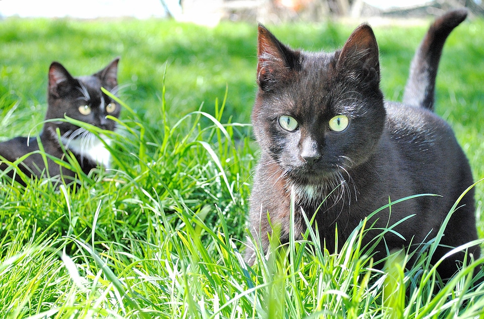 Nature kitten animals