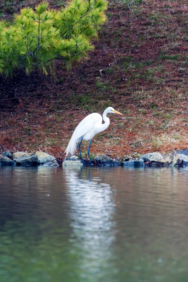 Great bird nature