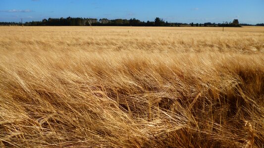 Agriculture summer outdoor photo