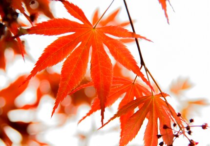 Leaf red leaves maple photo