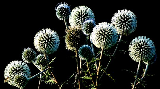 Plant nature wild plant