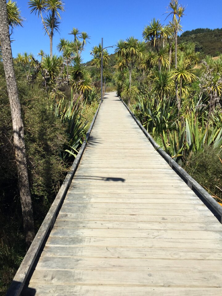 Walkway landscape footpath