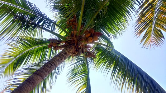 Palm tree cocos palma