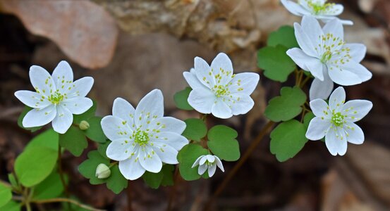 Flower blossom bloom