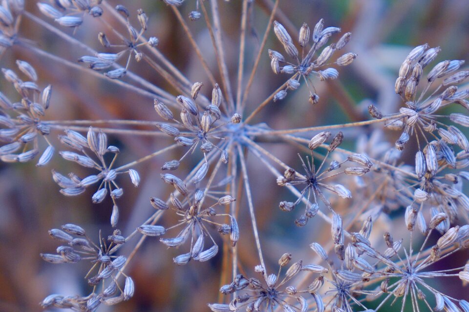 Plant culinary herbs nature